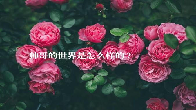 帅哥的世界是怎么样的?